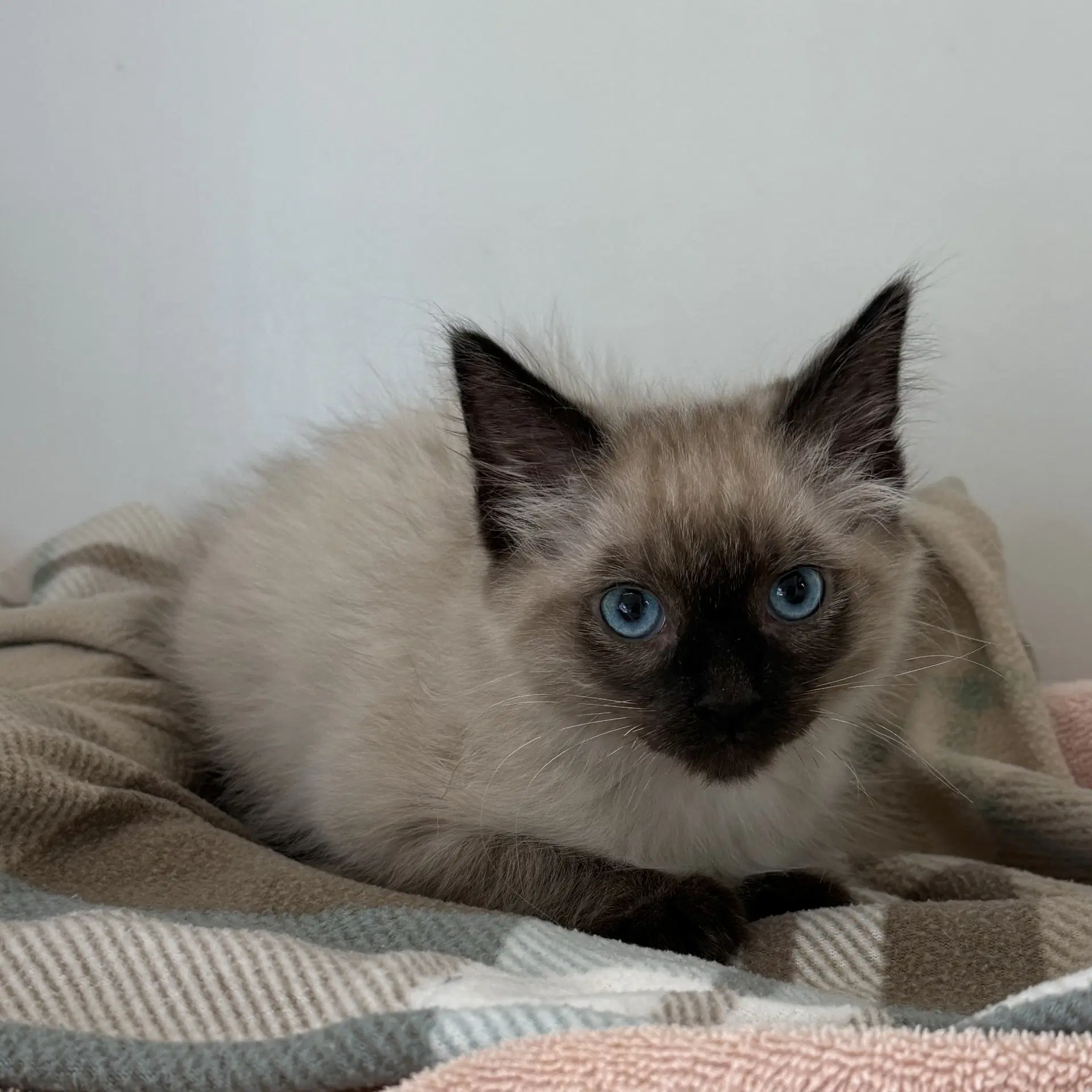 Cashmere Bonded W Tweed - Domestic Short Hair