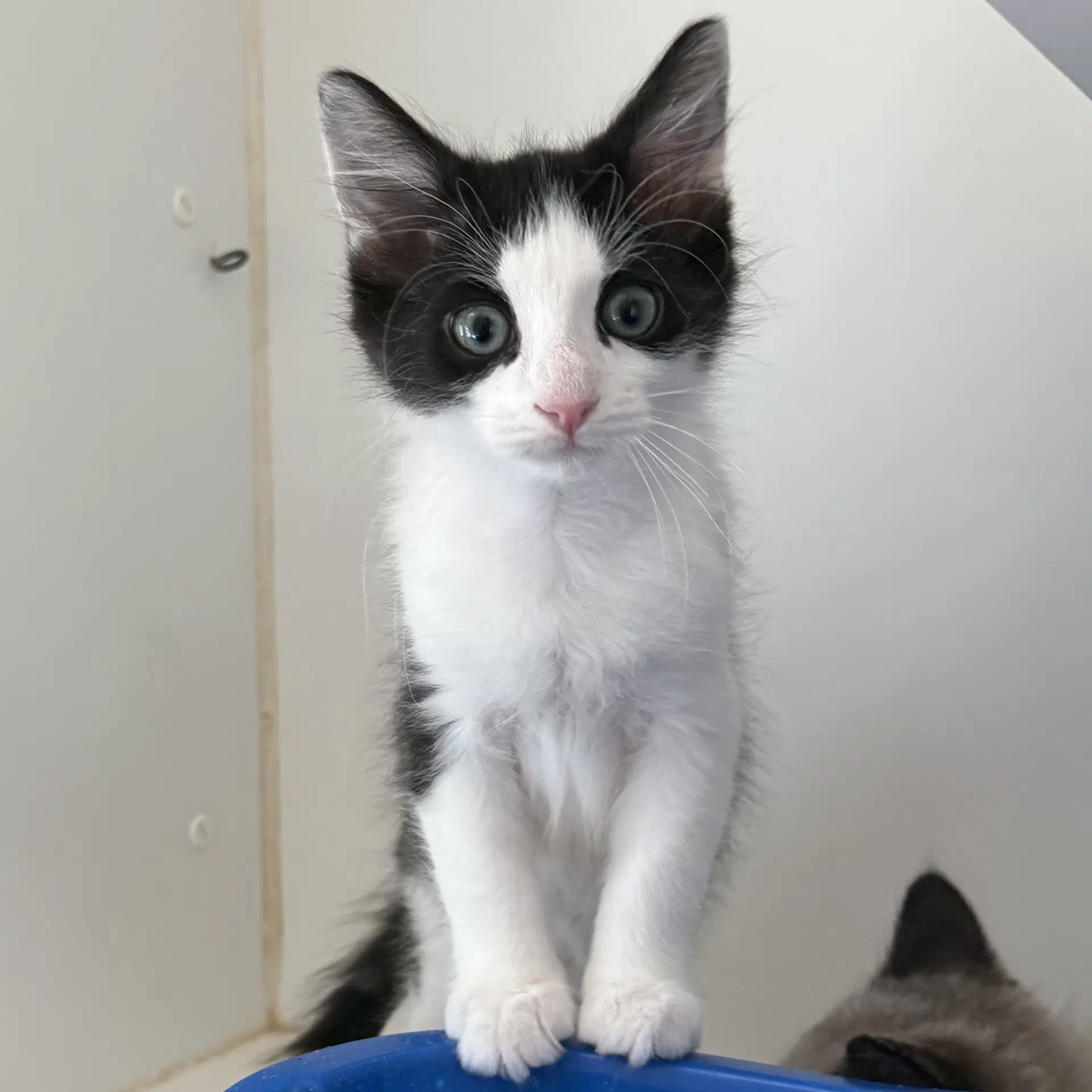 Tweed Bonded W Cashmere - Domestic Short Hair