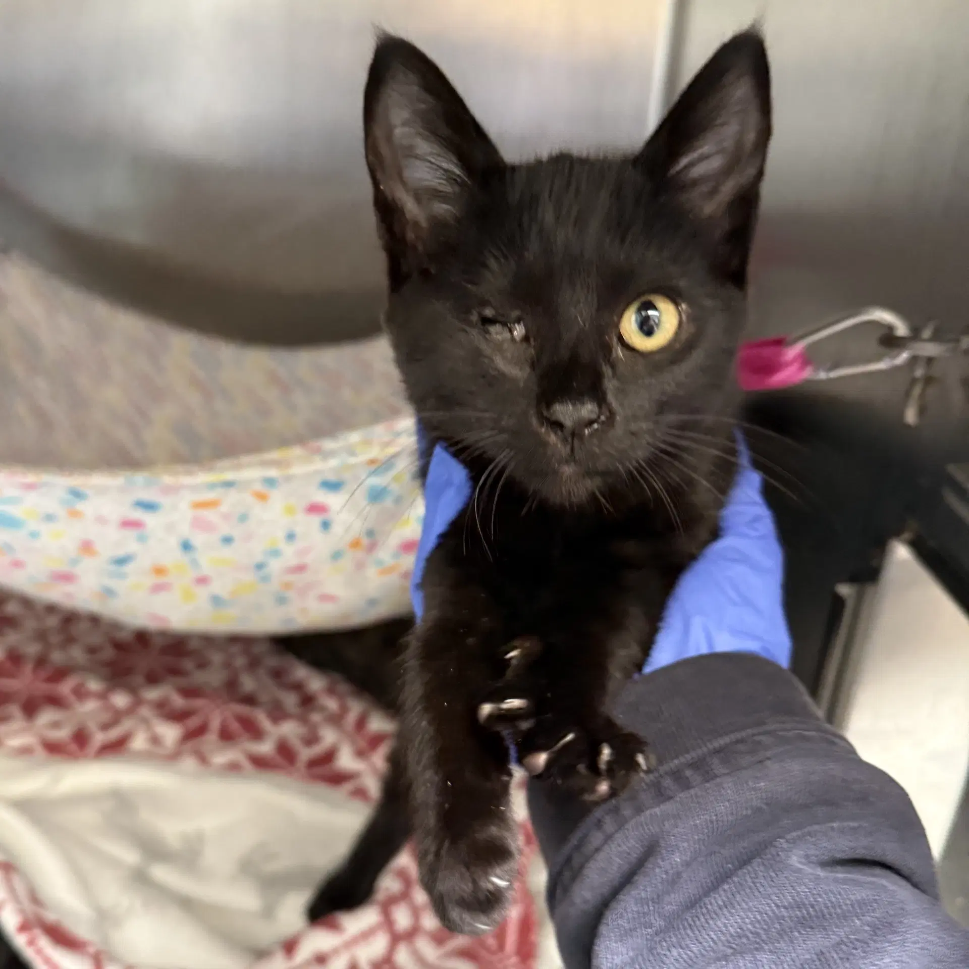 Lil Tiny Bit Bonded W Jack Jack - Domestic Short Hair