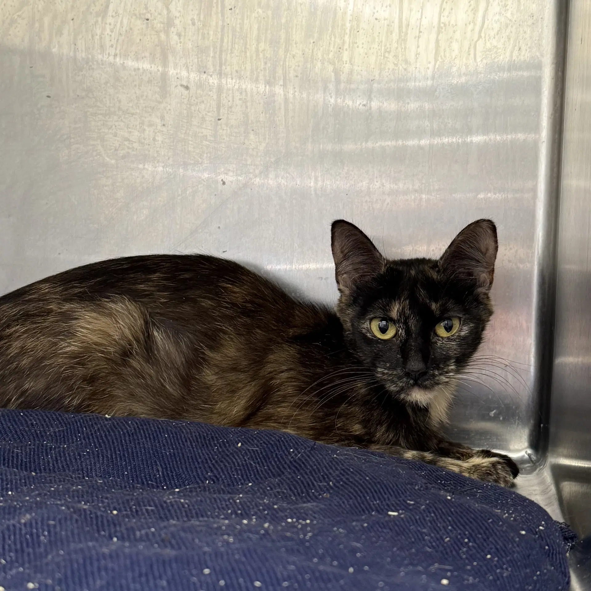 Nuez Bonded W Pepita - Domestic Short Hair