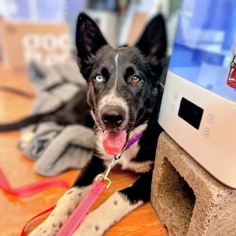 Aura - German Shepherd Dog