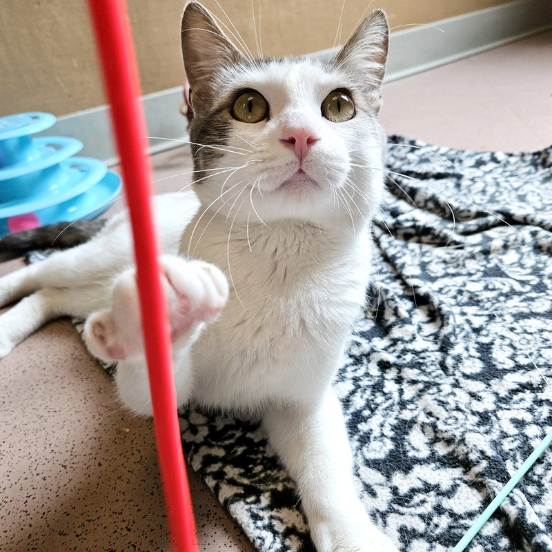 Pixel, photo 10