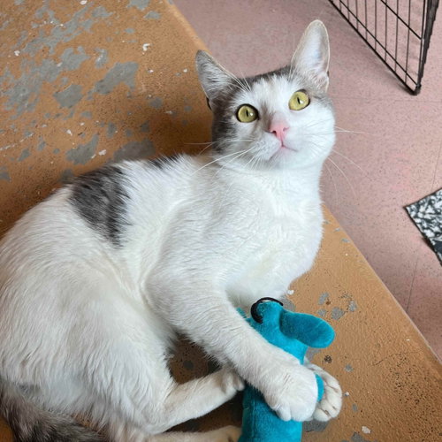 picture of the cat needing adoption