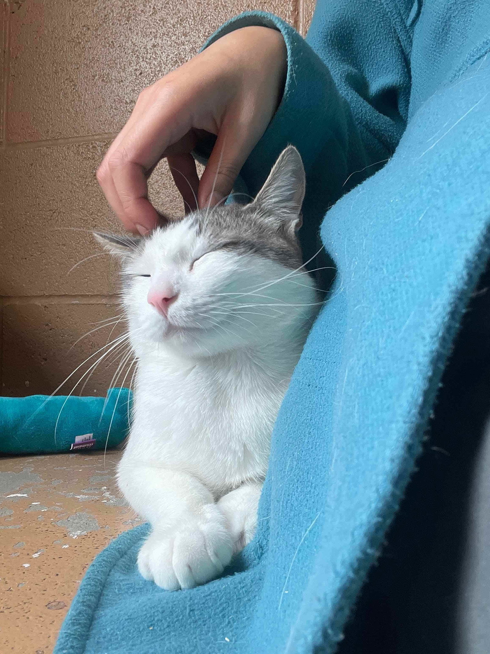 Pixel, photo 15