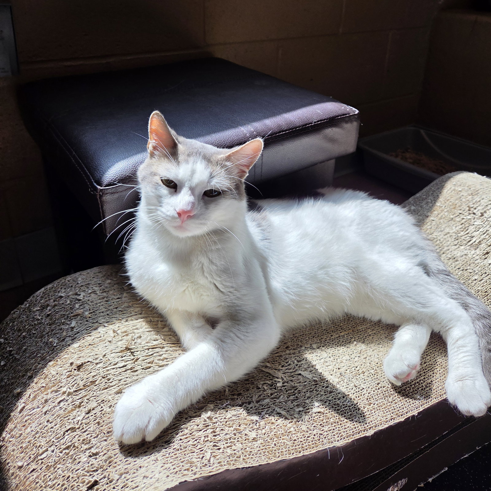 Pixel, photo 8