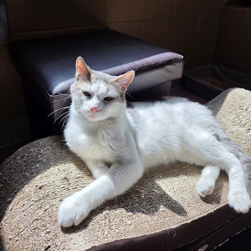 Pixel, photo 8