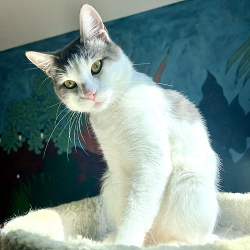 Pixel, a cat for adoption from Oakland Animal Services