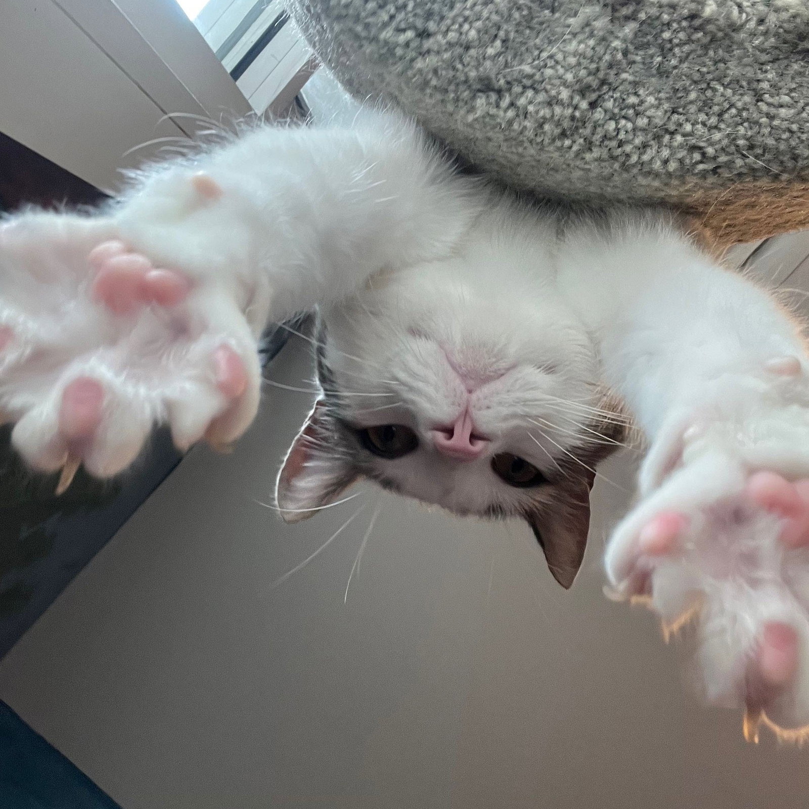 Pixel, photo 17