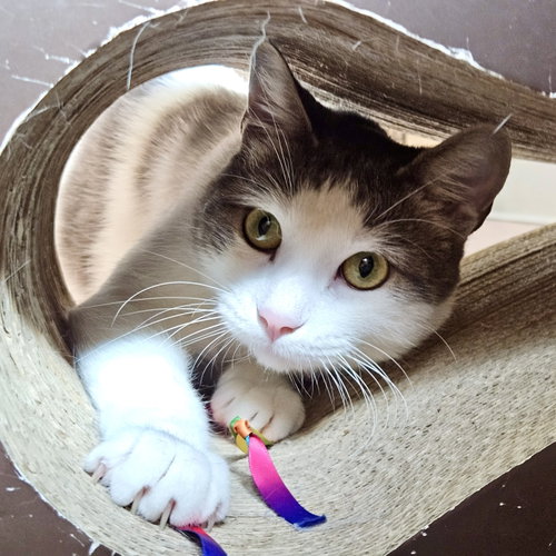 Pixel, Domestic Short Hair / Mixed