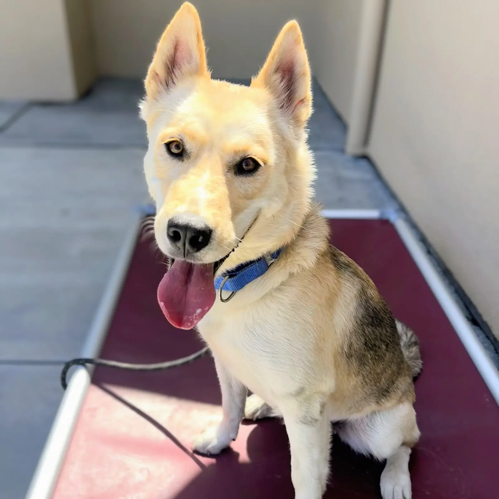 Lovely - German Shepherd Dog