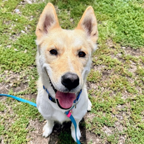 picture of the dog needing adoption