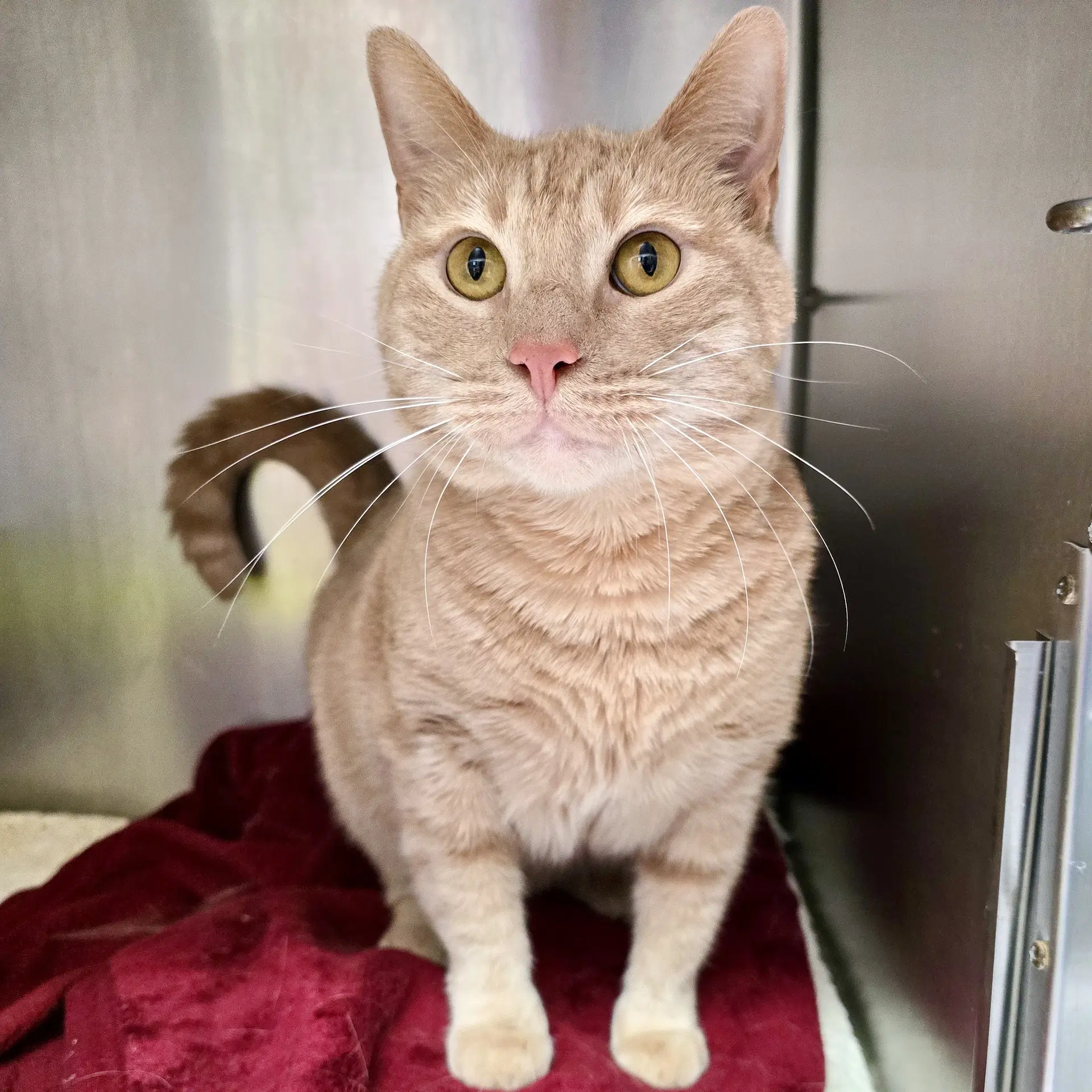 Blaze - Domestic Short Hair