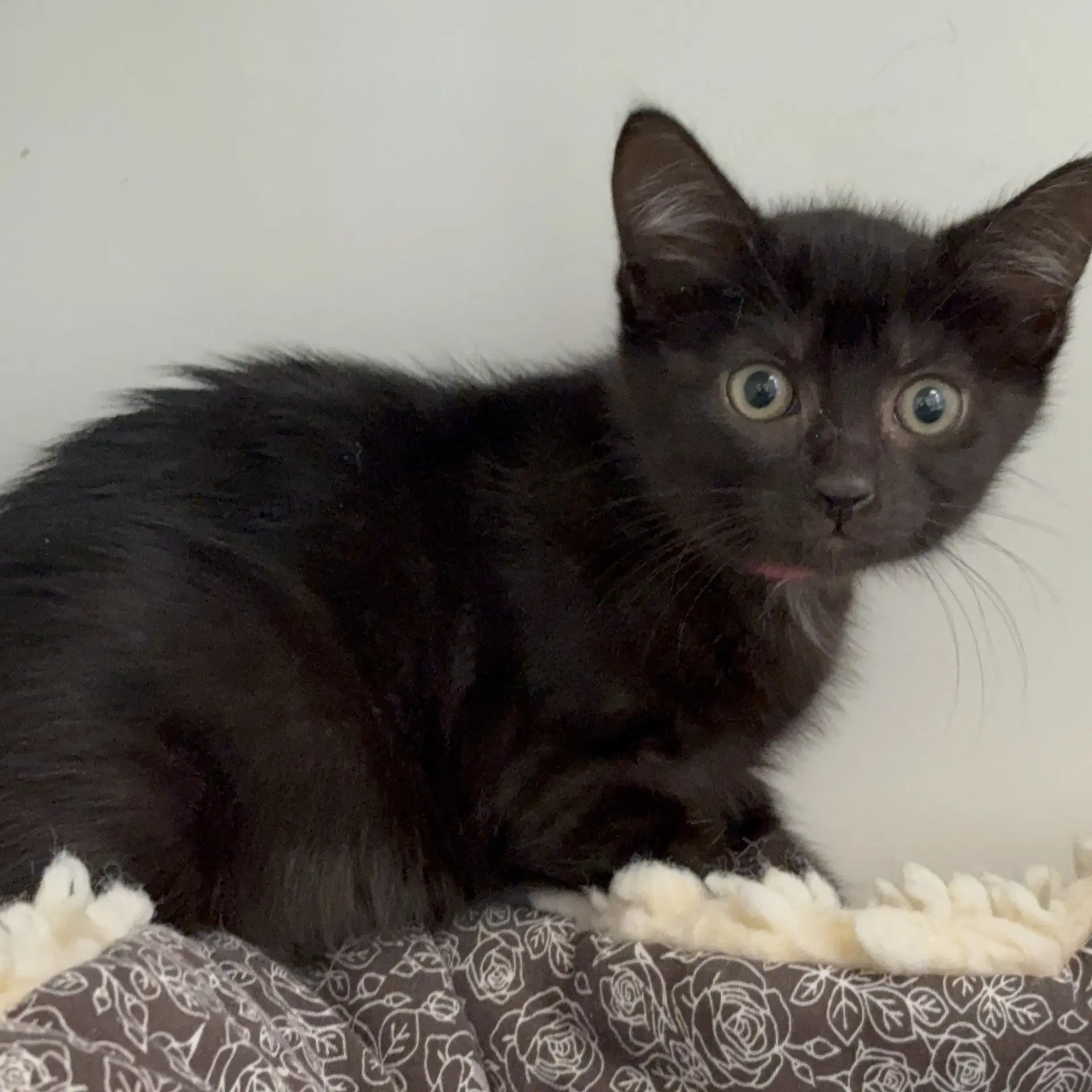 May Bonded W Bee - Domestic Short Hair