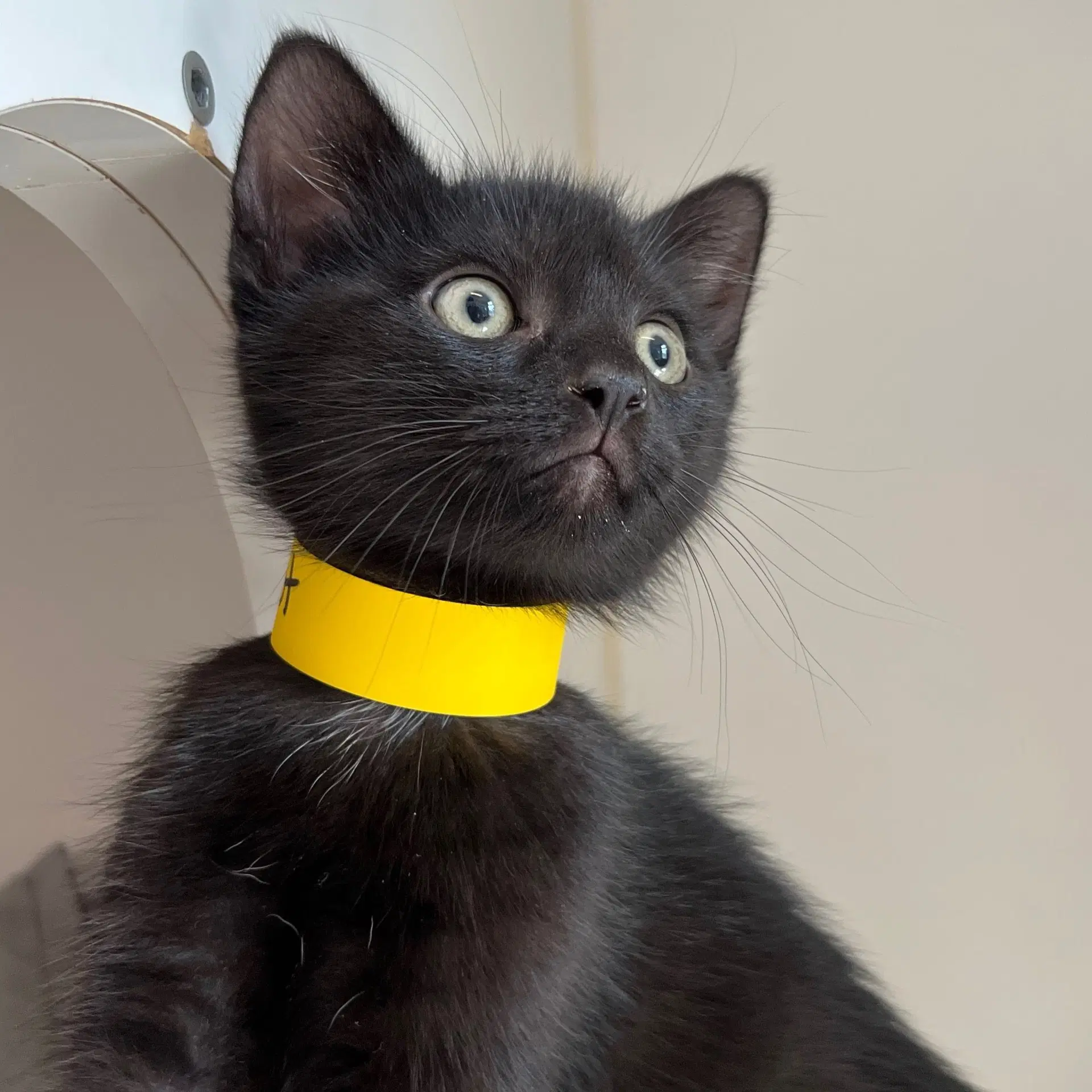 Pirot Bonded W Marple - Domestic Short Hair