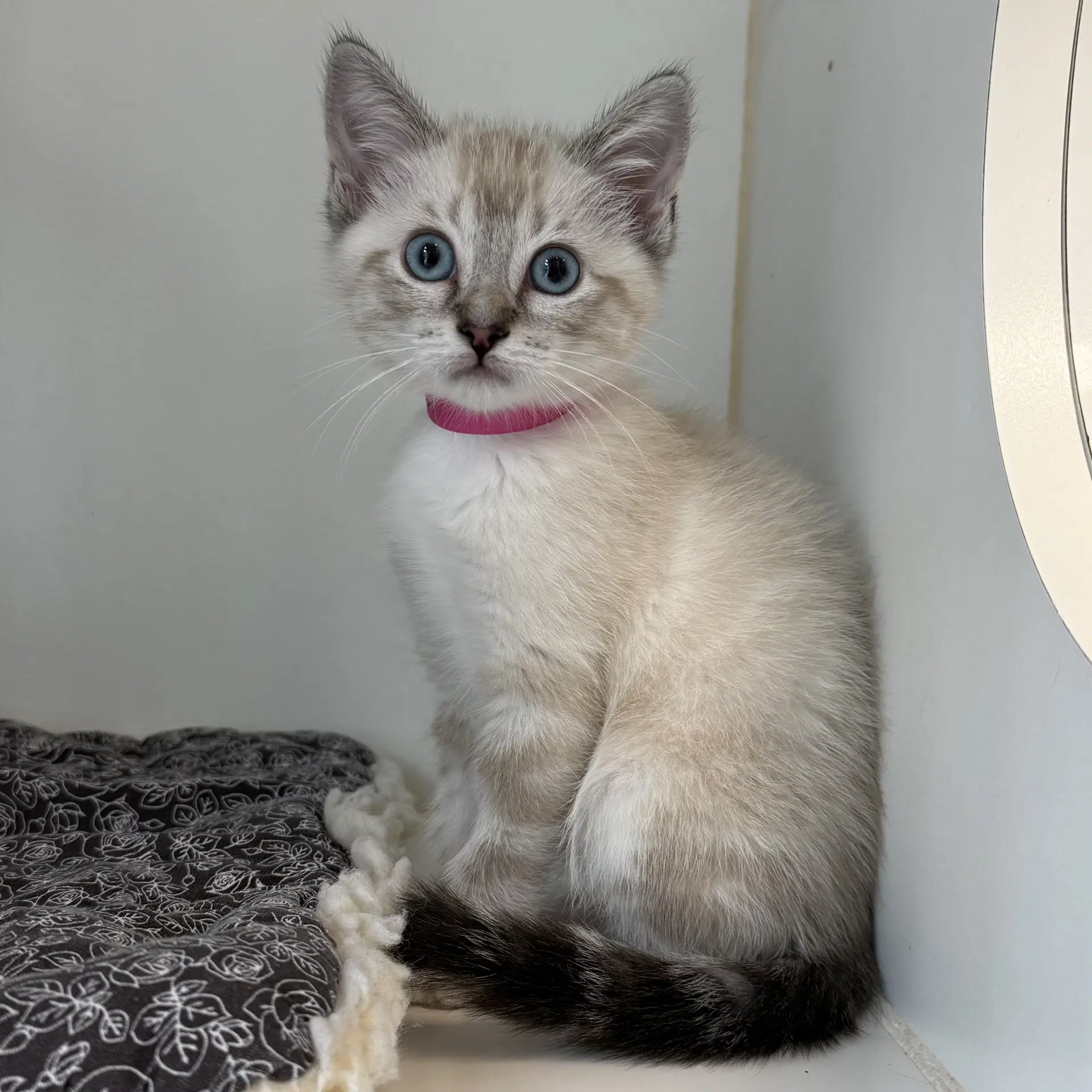 Bee Bonded W May - Siamese