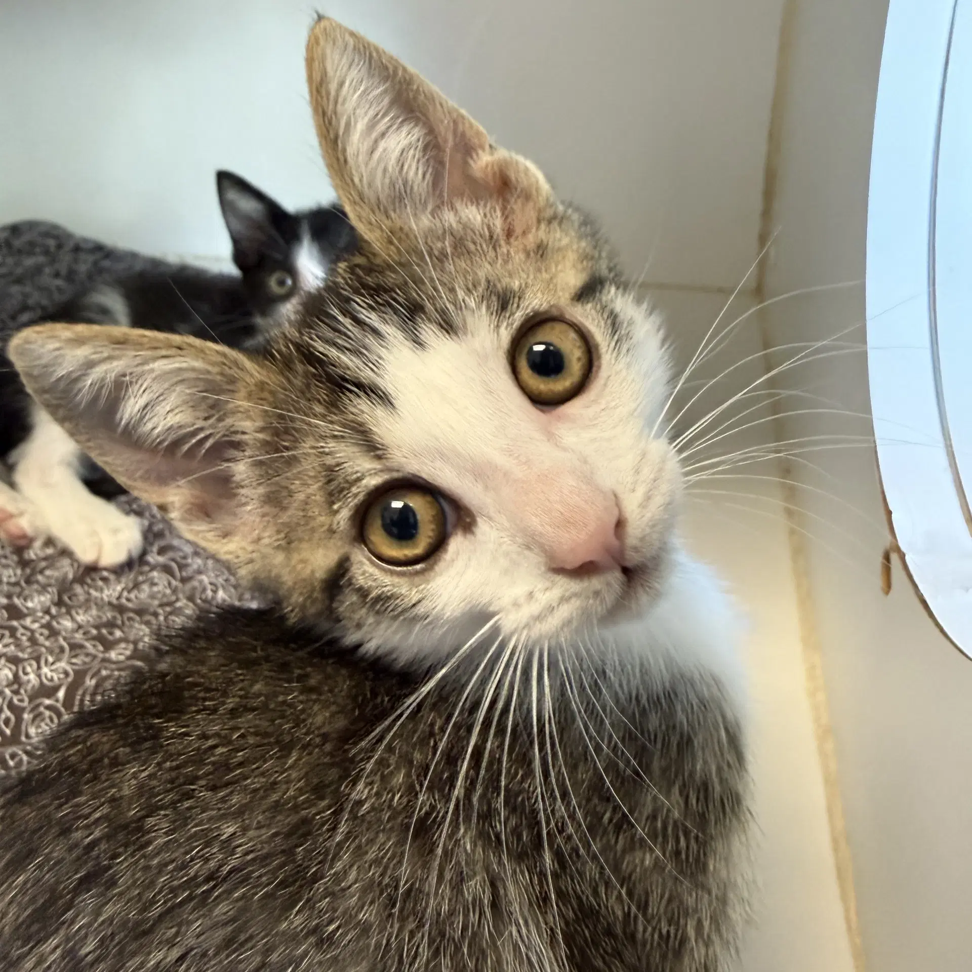 Pancake Bonded W Banana - Domestic Short Hair