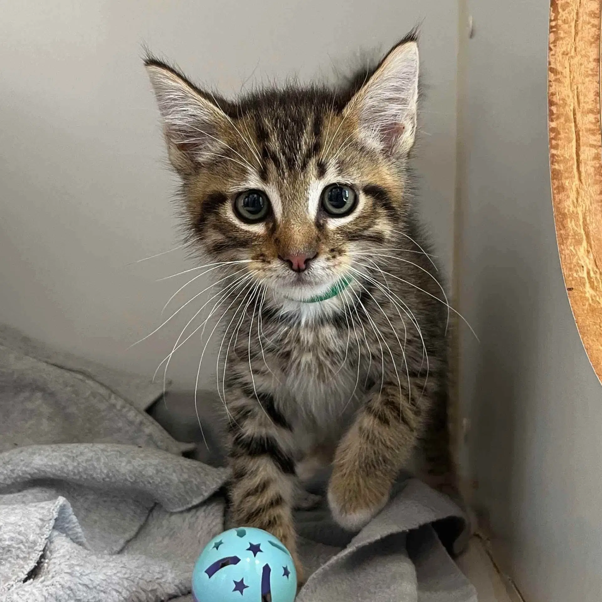 Huey - Domestic Short Hair