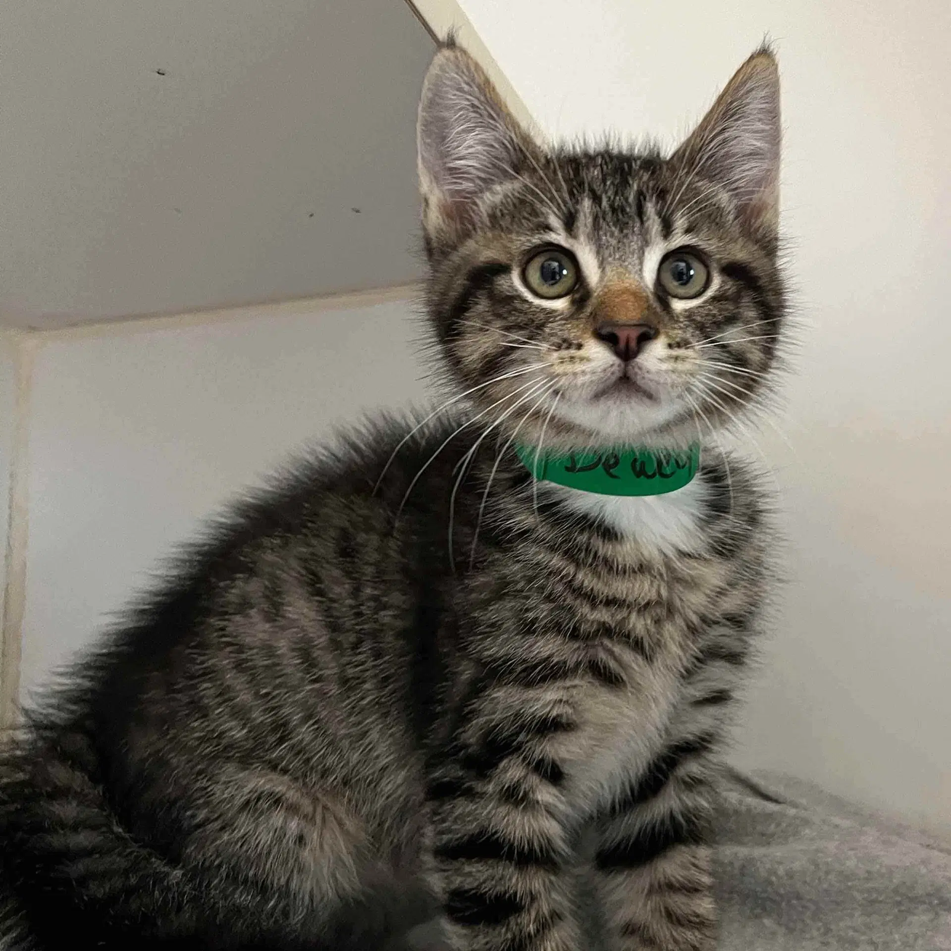 Dewey - Domestic Short Hair