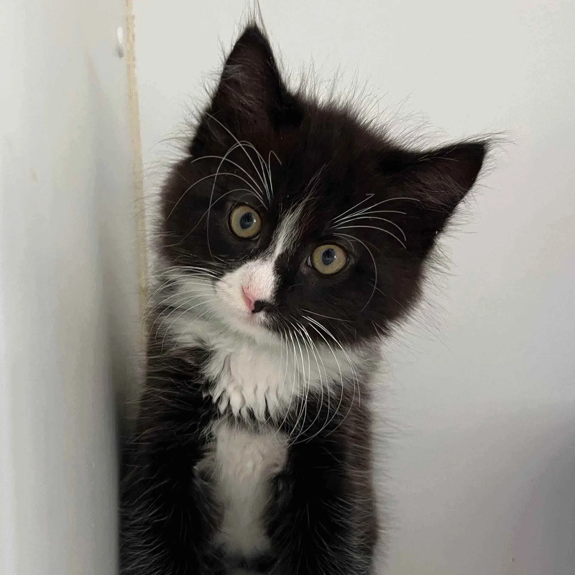 Louie - Domestic Medium Hair