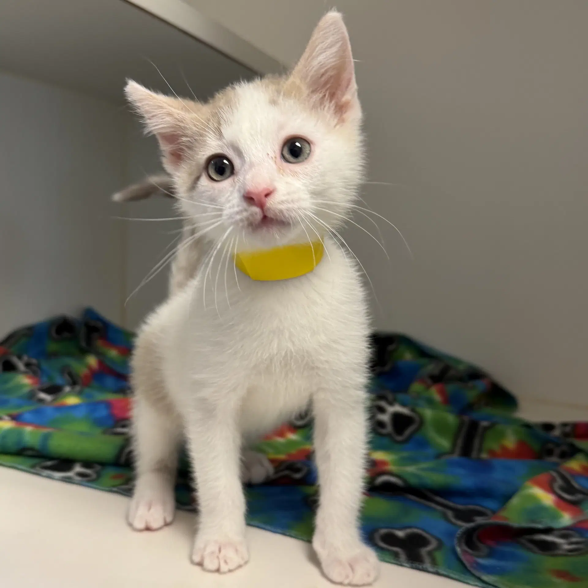 Brother - Domestic Short Hair