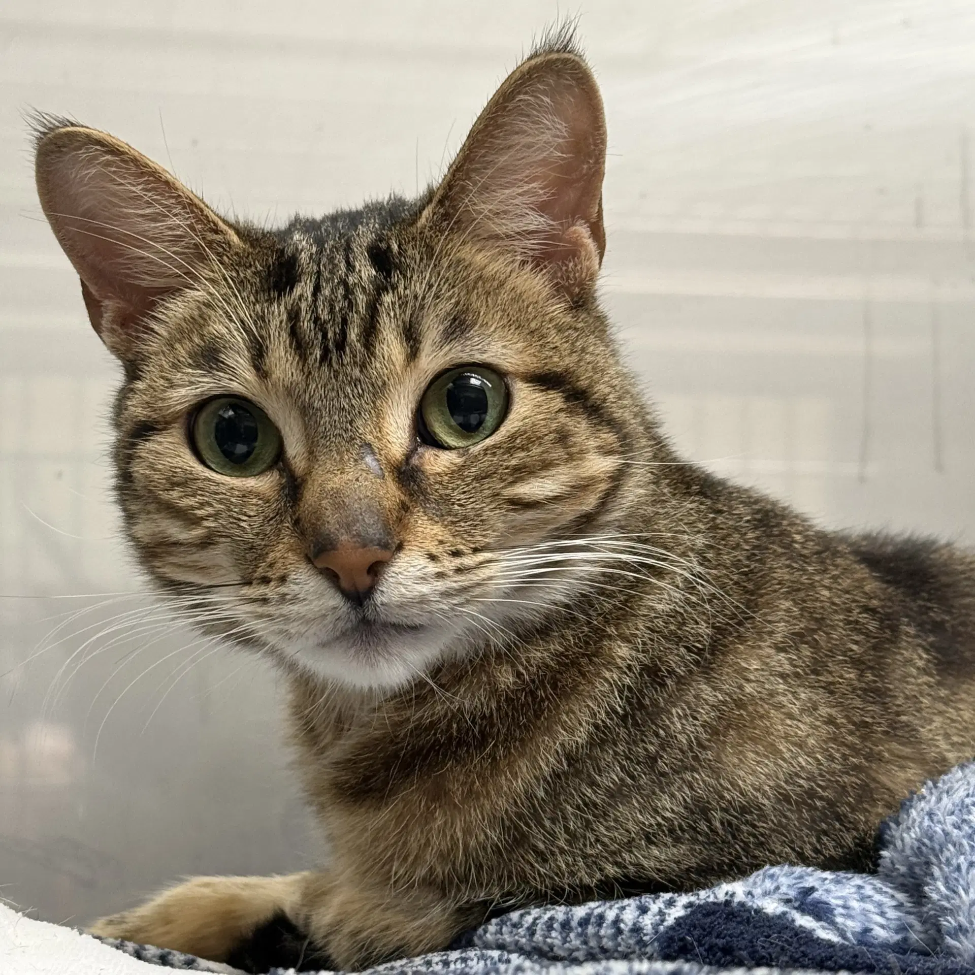 Gammy - Domestic Short Hair