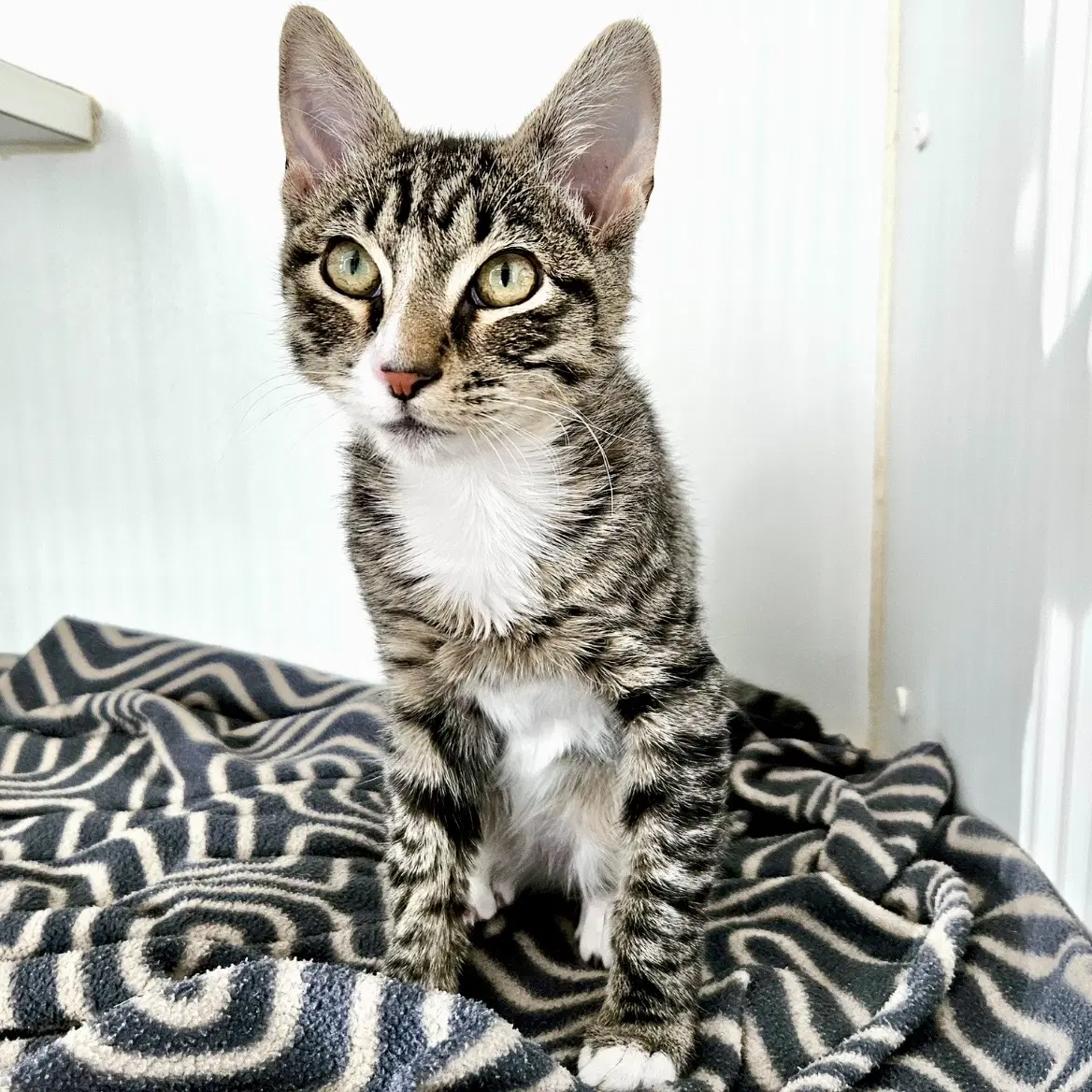 Michael - Domestic Short Hair