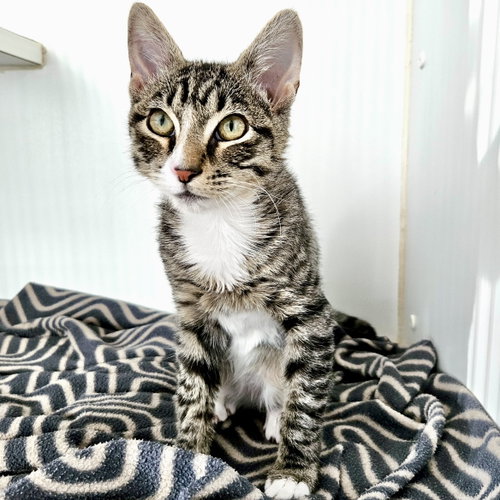 Michael, a cat for adoption from Oakland Animal Services