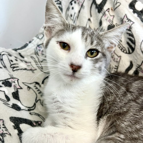 picture of the cat needing adoption