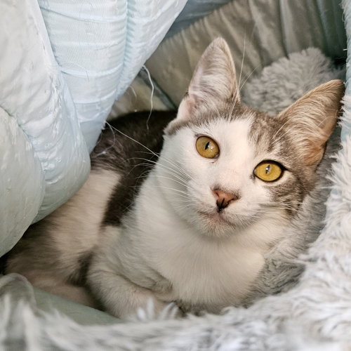 Amelia, a cat for adoption from Oakland Animal Services
