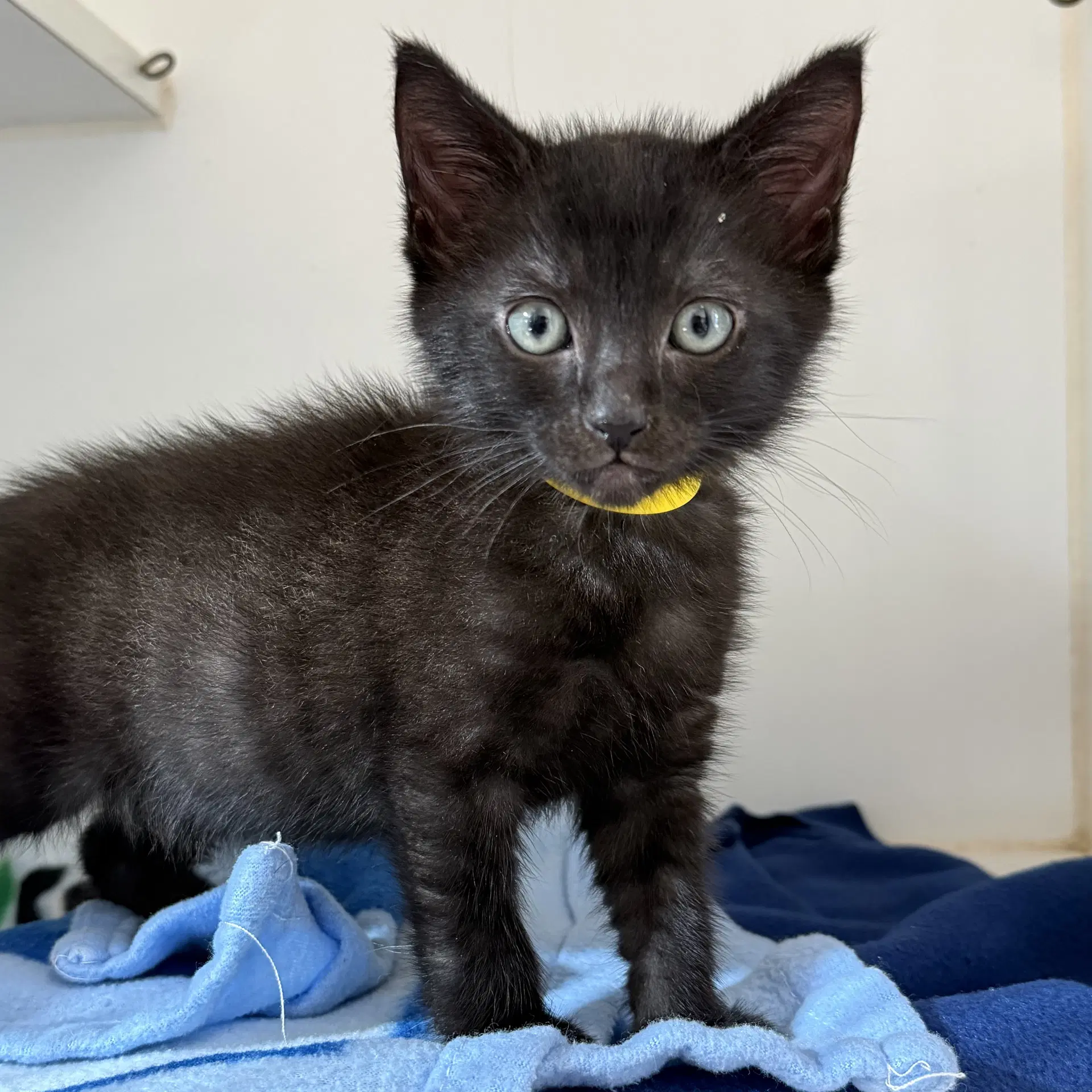 Knuckles Bonded W Dimples - Domestic Short Hair