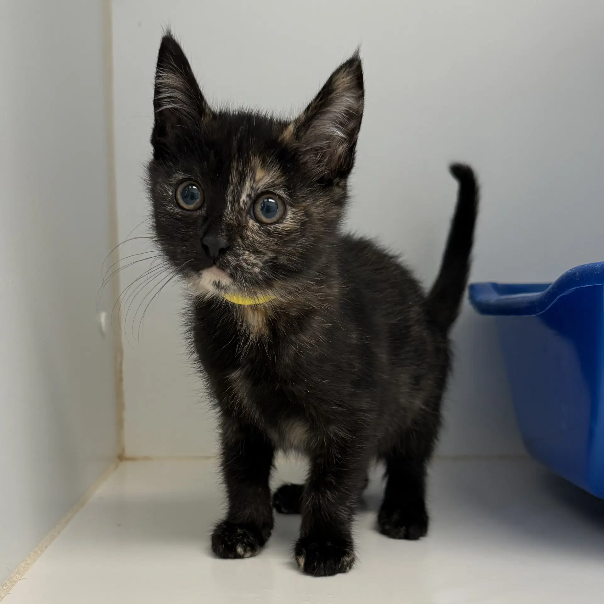 Dimples Bonded W Knuckles - Domestic Short Hair
