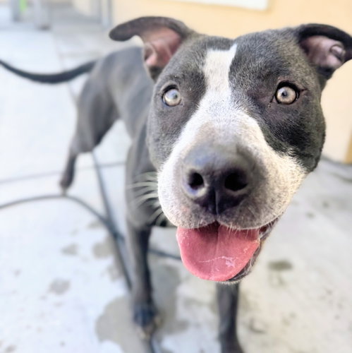 picture of the dog needing adoption
