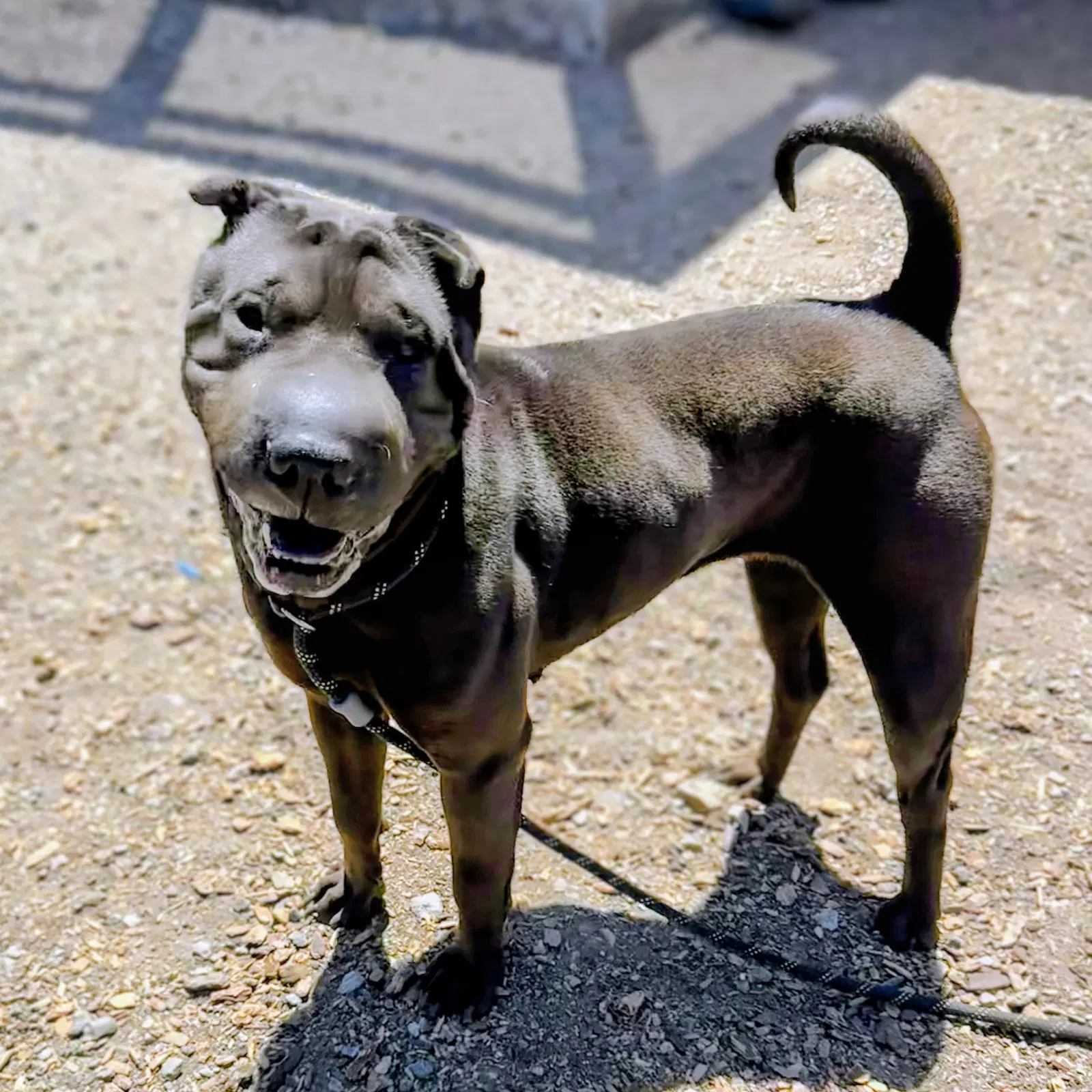 Tootsie - Chinese Shar-Pei