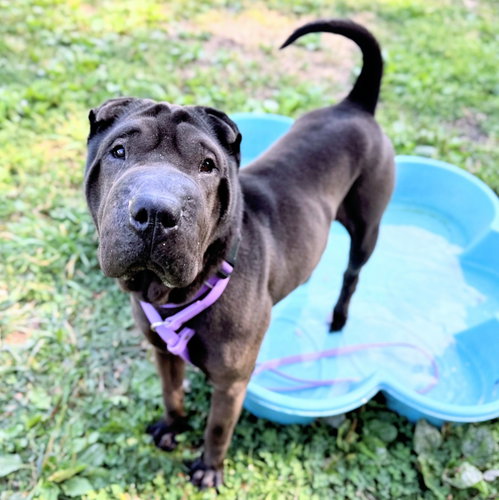 picture of the dog needing adoption