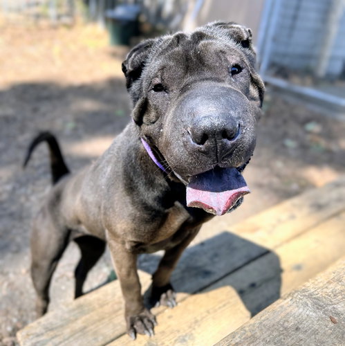 Tootsie, a dog for adoption from Oakland Animal Services