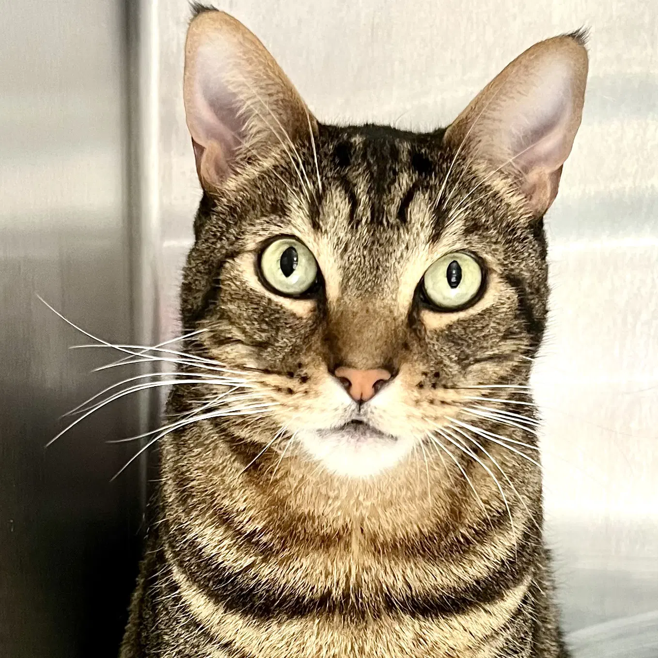 London Sky - Domestic Short Hair