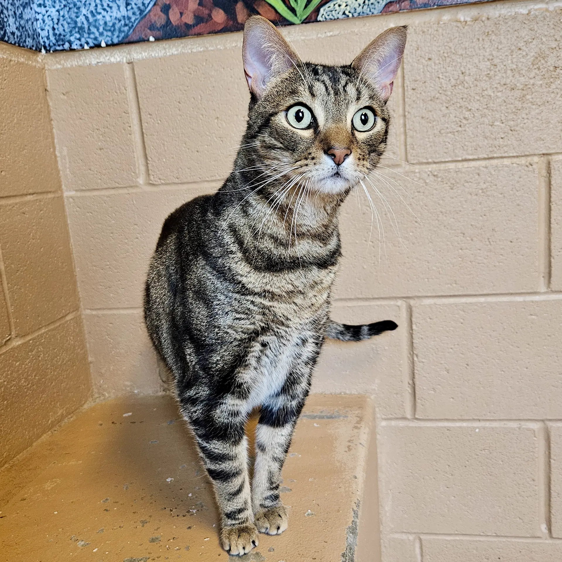 London Sky - Domestic Short Hair
