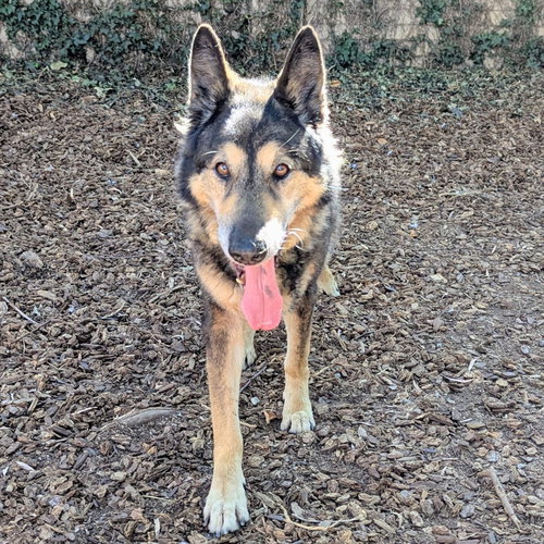 Lobo, photo 6
