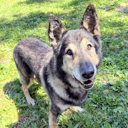 picture of the dog needing adoption