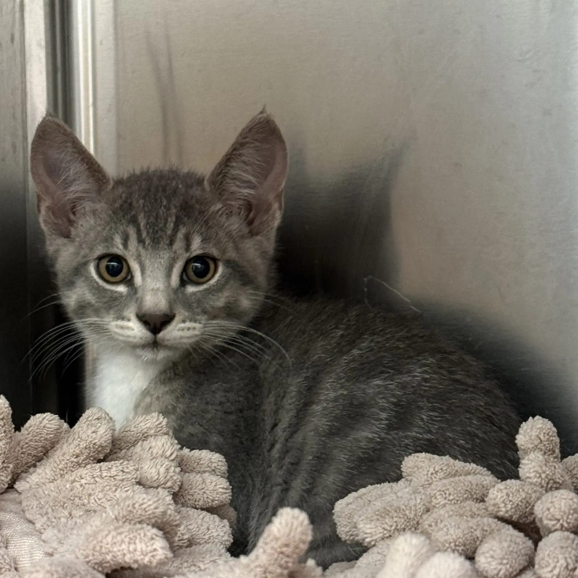 San Pedro - Domestic Short Hair