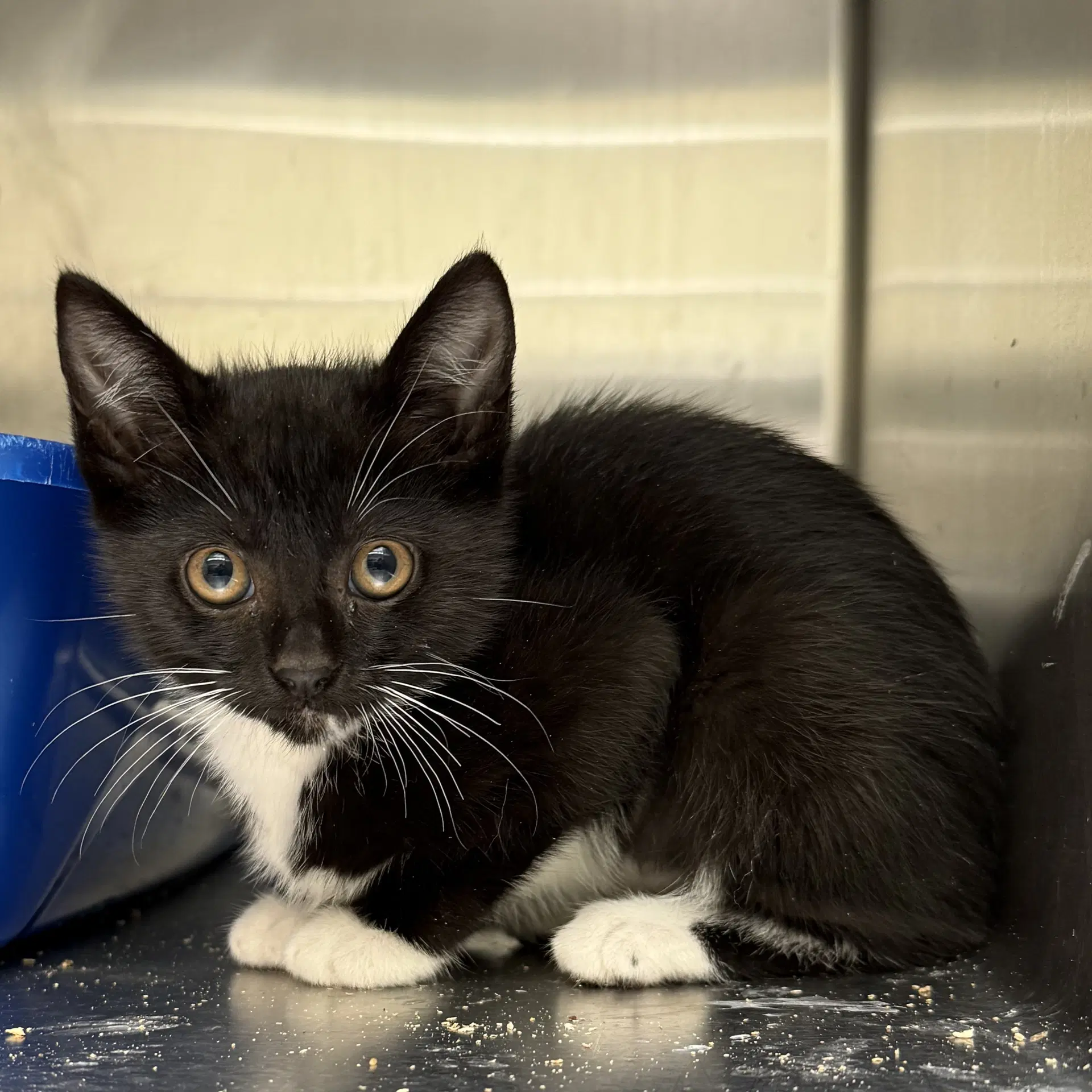 Cholla - Domestic Short Hair