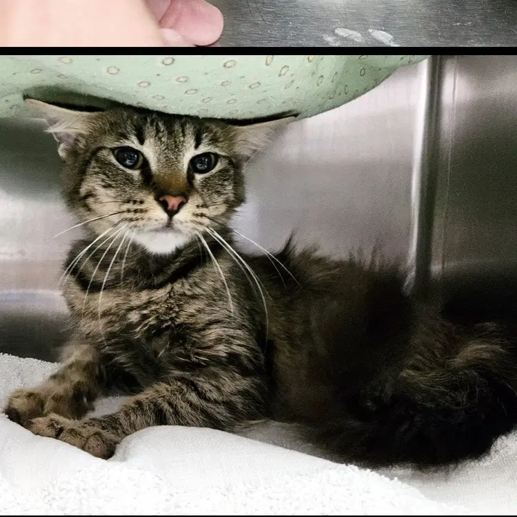 Princess - Domestic Short Hair