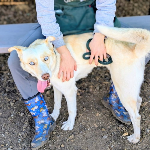 picture of the dog needing adoption