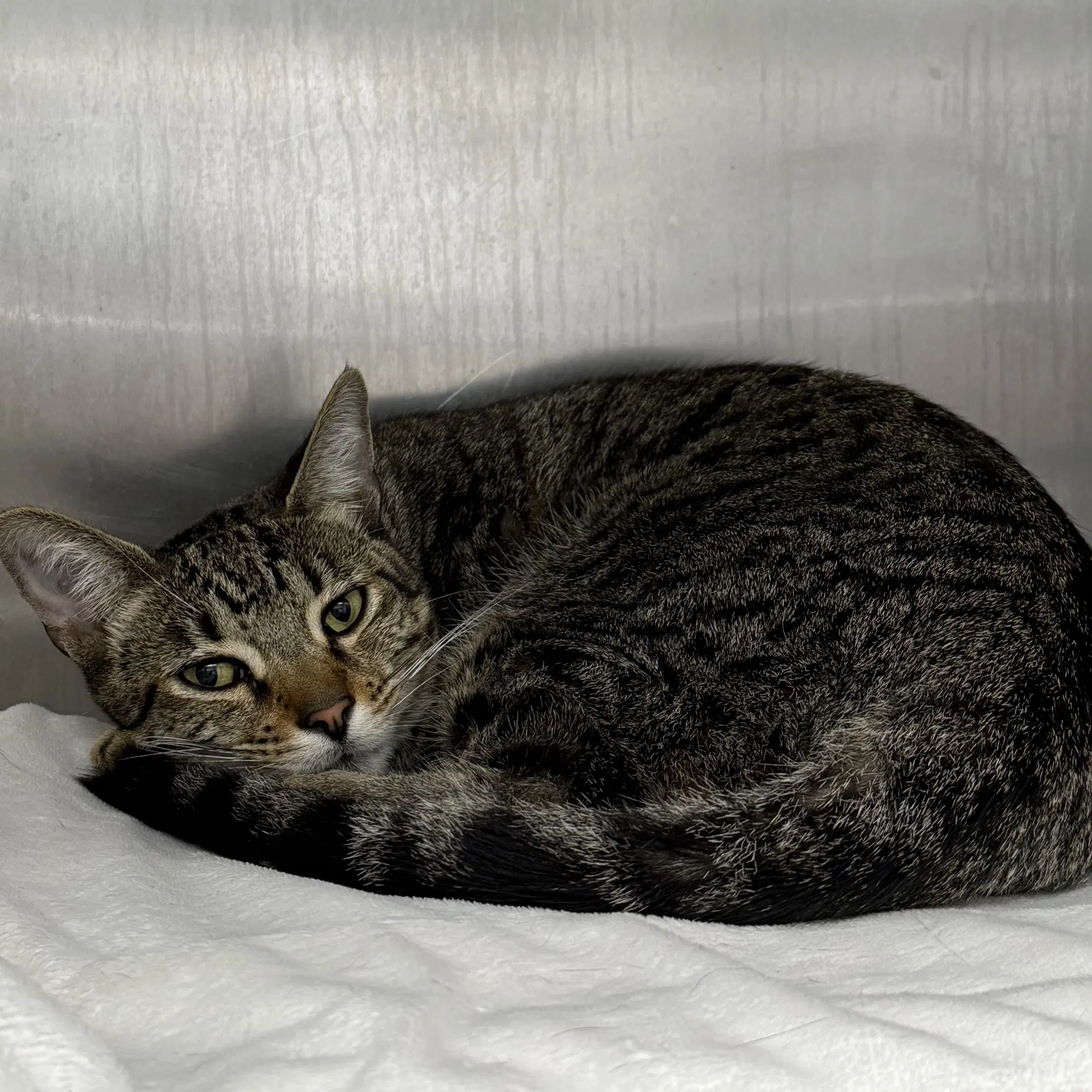 Tiger - Domestic Short Hair