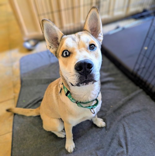 picture of the dog needing adoption