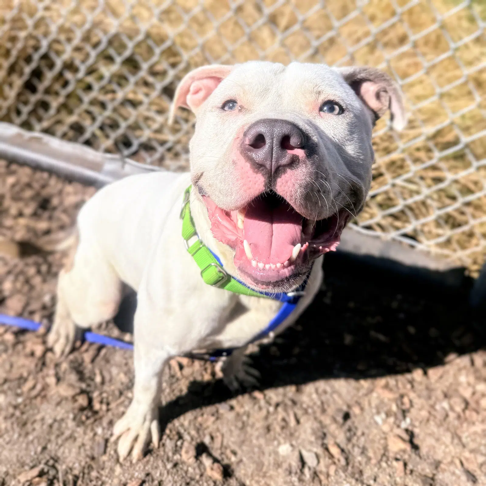Huck - American Pit Bull Terrier