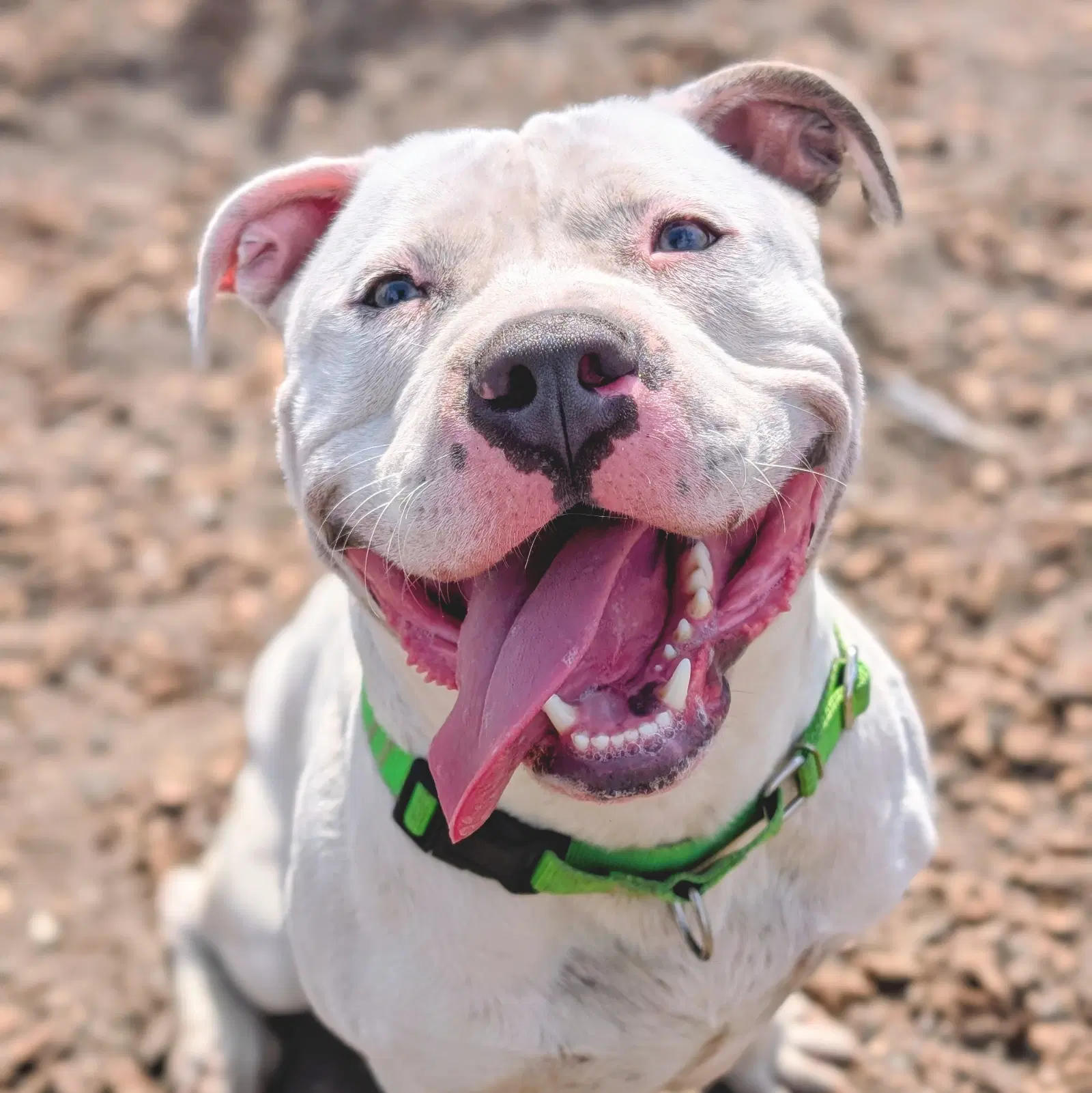 Huck - American Pit Bull Terrier