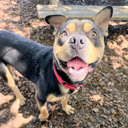 picture of the dog needing adoption