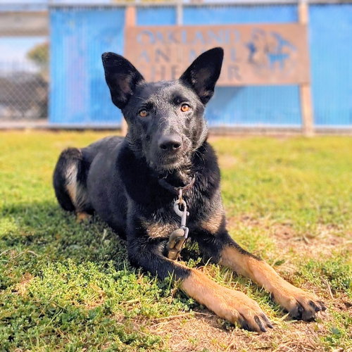 Jinx, a dog for adoption from Oakland Animal Services
