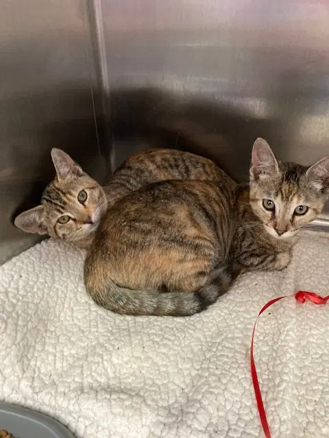 Pheobe Bonded W Zelda image 2